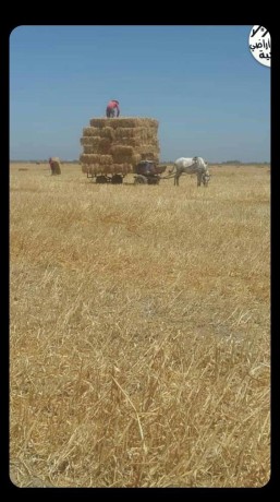 terrain-agriculteur-a-vendre-big-0