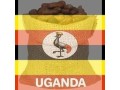 organic-cocoa-small-0
