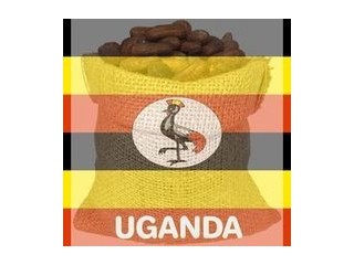 Organic Cocoa