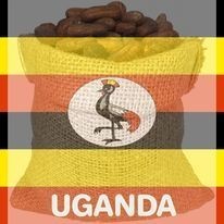 organic-cocoa-big-0