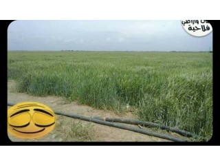 أرض فلاحية نواحي سدي علال التازي