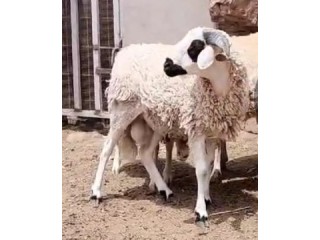 قطعة أرضية تجارية للبيع سيدي يحي قرب أكدال